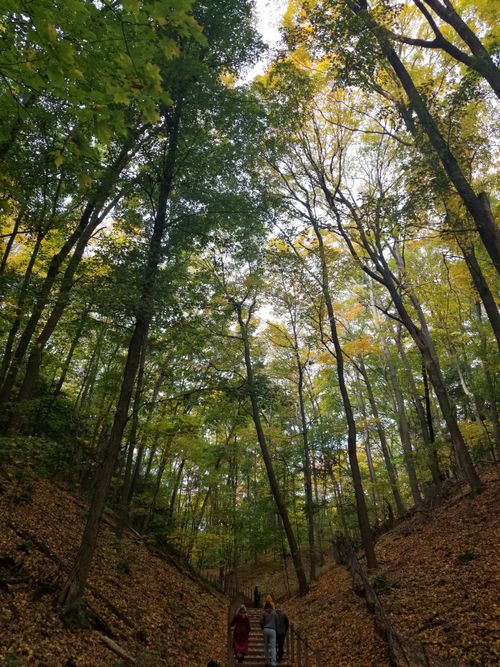 Free People enjoy a peaceful walk in a vibrant autumn forest with towering trees. Stock Photo