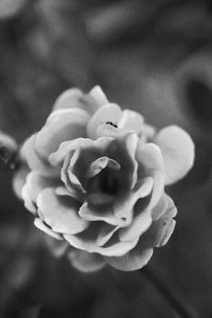 Artistic black and white close-up of a flower with intricate petals and an ant.