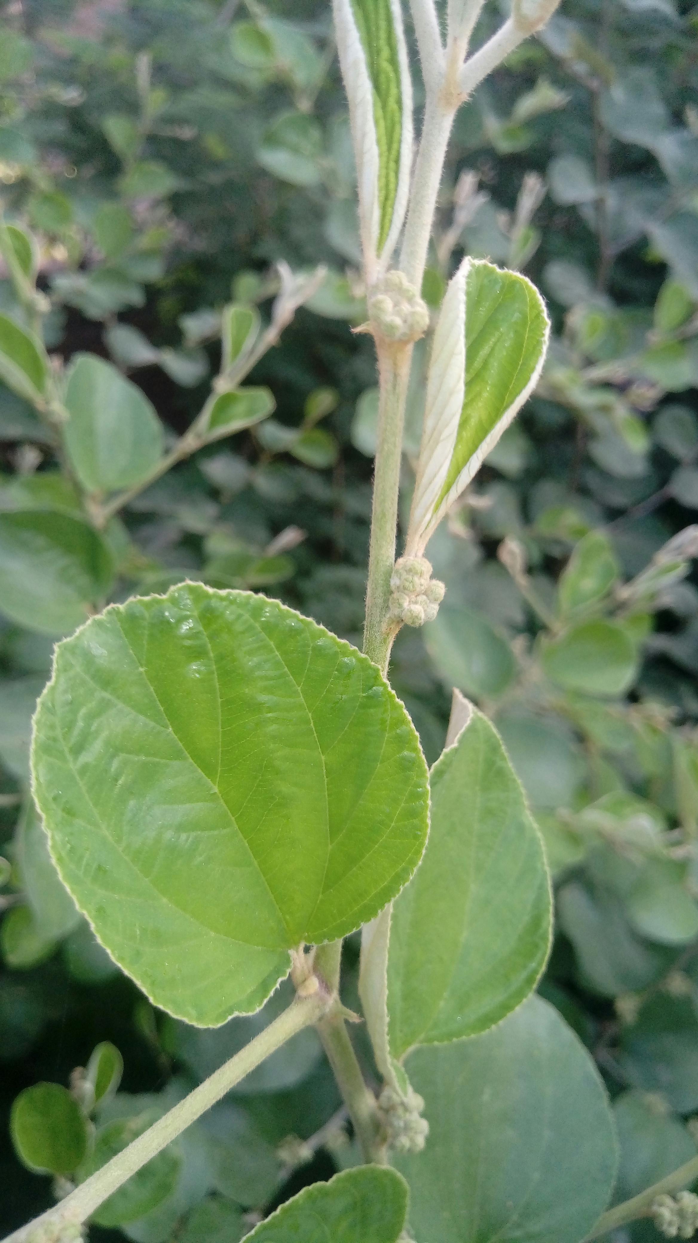 Free stock photo of Abhijeet, Big leaf, green leaf