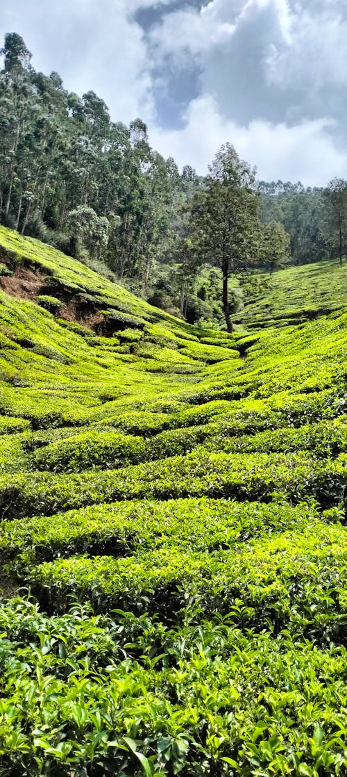 Imagine de stoc gratuită din kerala, peisajul natural, plante verzi închis