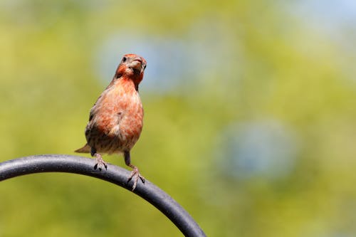 Close Up Photo of House Finch Perched on Tree Branch