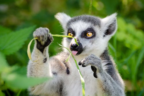 White and Gray Lemur Holding Grass