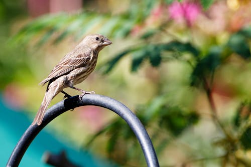 Bird on Bar