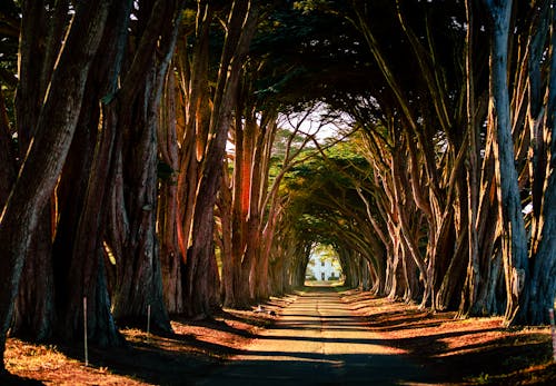 A Pathway Between Tall Trees