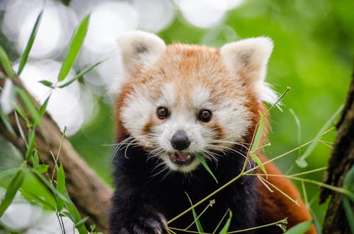 bezplatná Základová fotografie zdarma na téma panda červená, roztomilý, tráva Základová fotografie