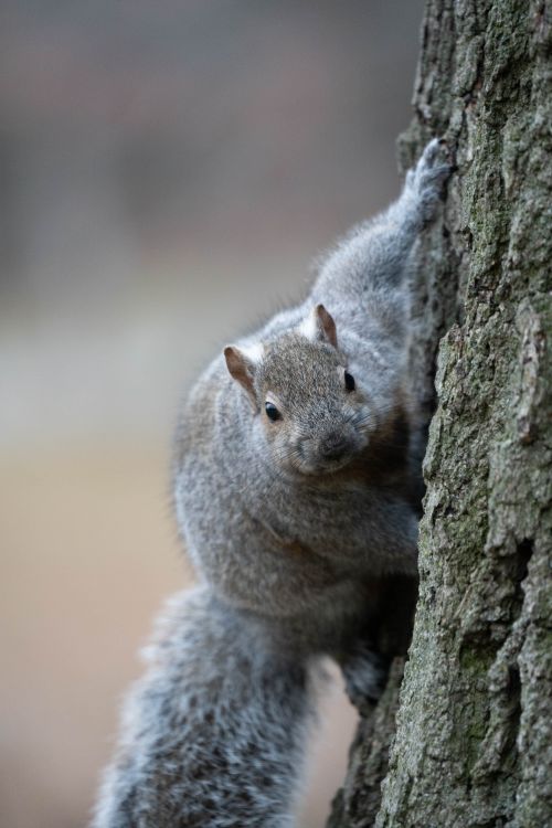Free A detailed close-up of a squirrel climbing a tree, showcasing its fur and curious expression. Stock Photo