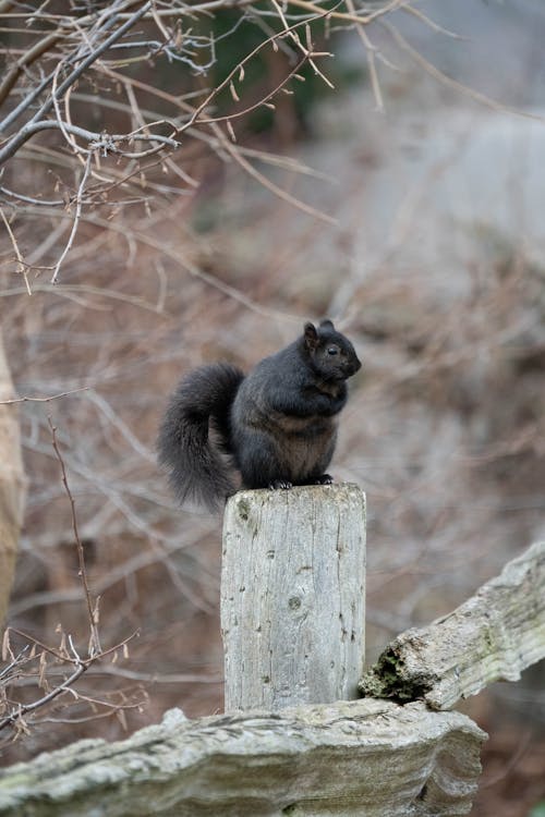 Black Squirrel in Nature