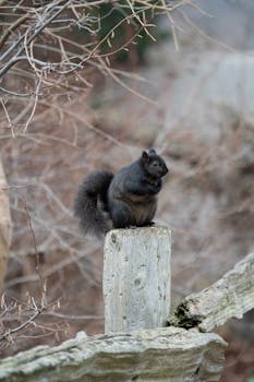 A black squirrel perched on a rustic wooden post, surrounded by bare branches in winter.