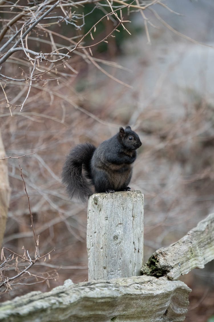 Black Squirrel In Nature