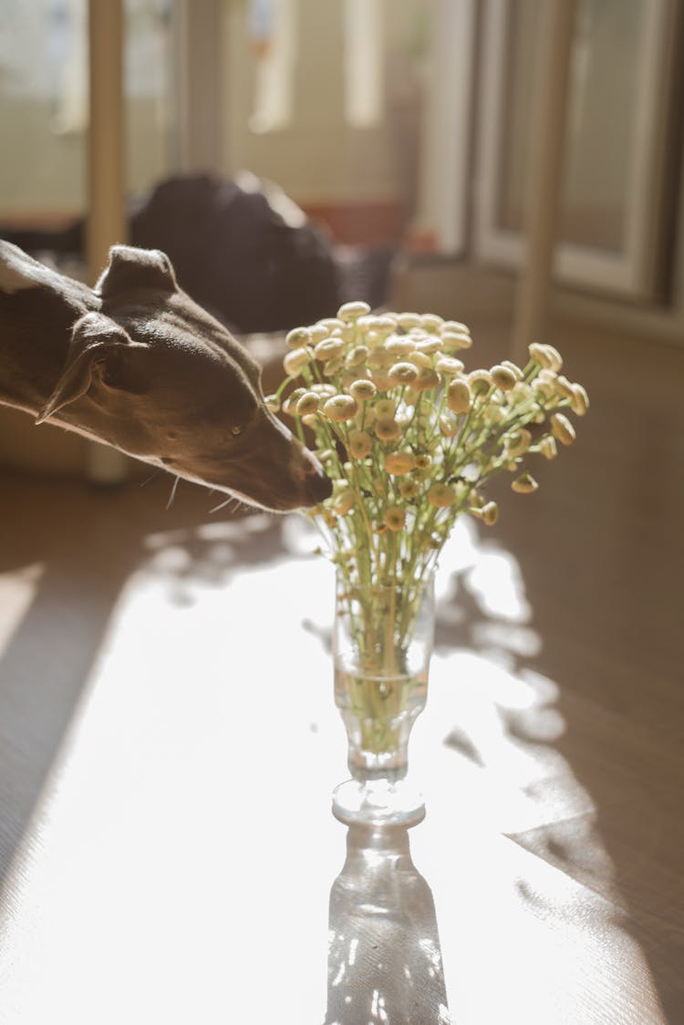 Dog Sniffing Flowers In Glass