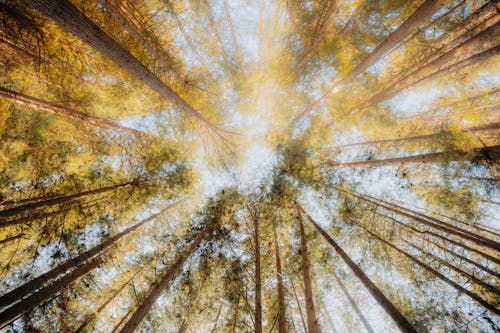 Worm's Eye View of Tall Trees in the Forest