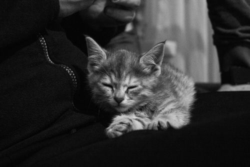 Free Adorable kitten sleeping peacefully on someone's lap, captured in black and white. Stock Photo
