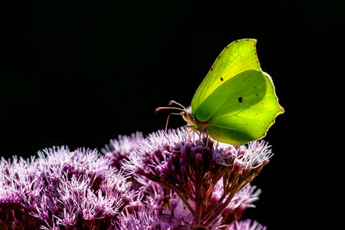 バタフライ, ピンクの花, 一般的なブリムストーンの無料の写真素材