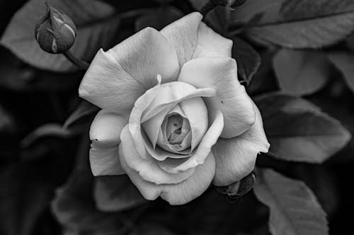 Grayscale Photo of a Flower