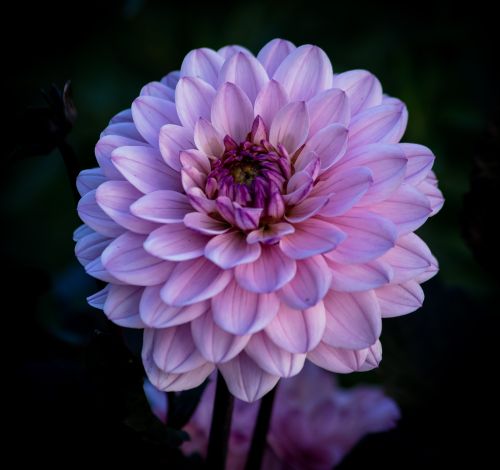 Free Stunning close-up shot of a vibrant purple dahlia flower in full bloom. Stock Photo