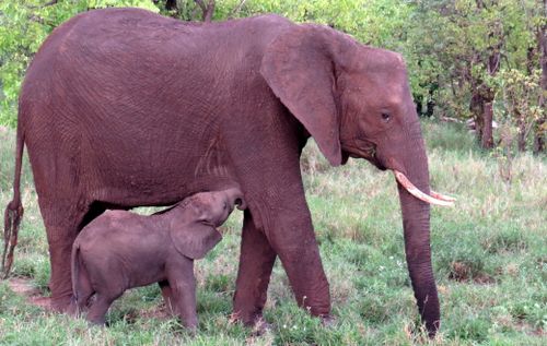 Free Baby and Mother elephants Stock Photo