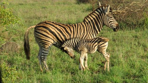 Free Baby and Mom Zebra Stock Photo