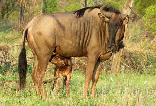 Free Baby and mom wildebeest Stock Photo