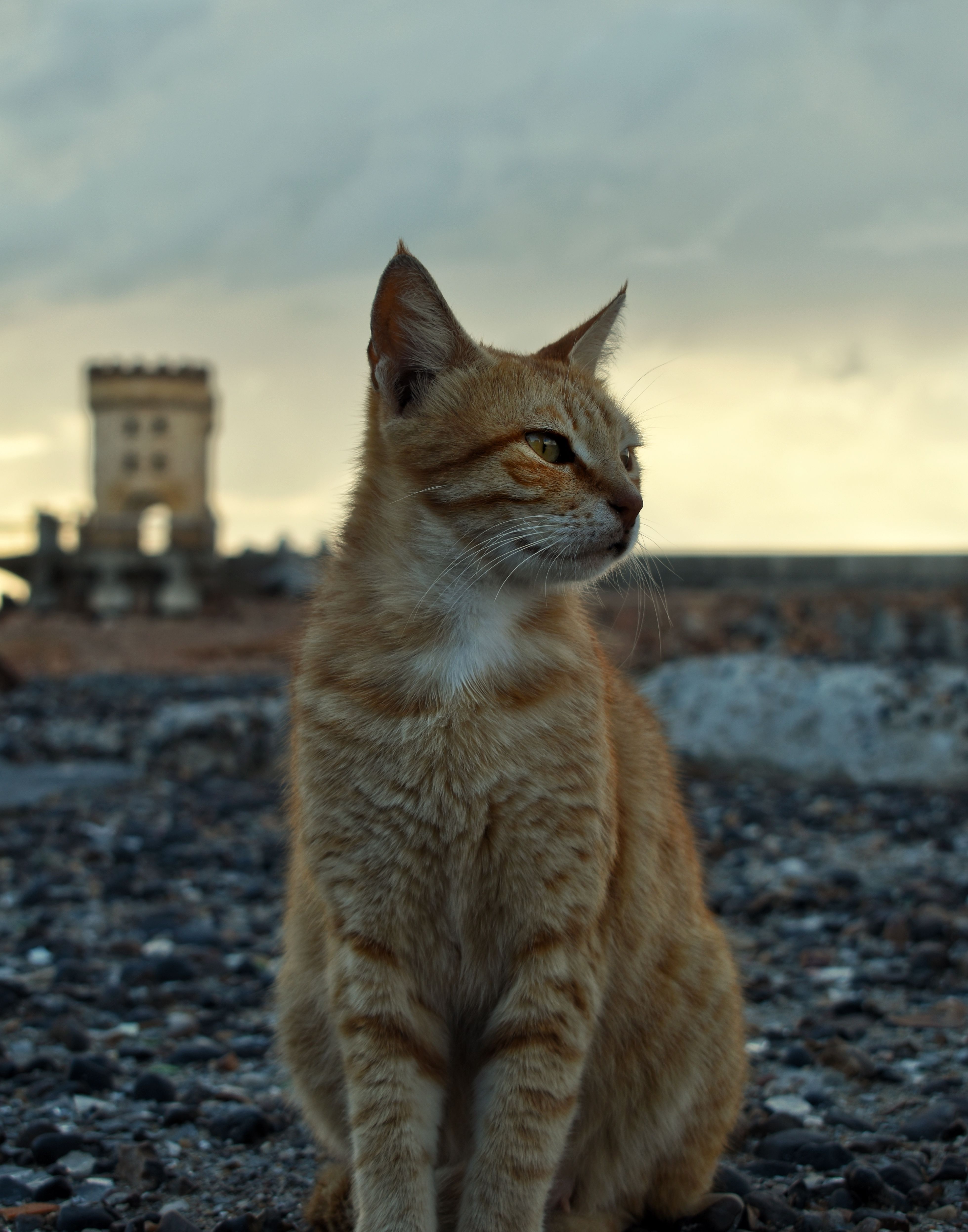 A Tabby Cat on the Floor · Free Stock Photo