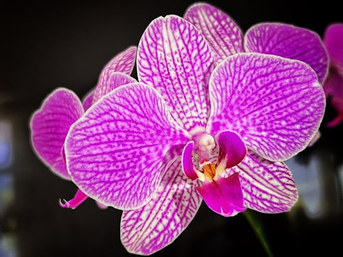 Free stock photo of moth orchids, orchid, rose bloom