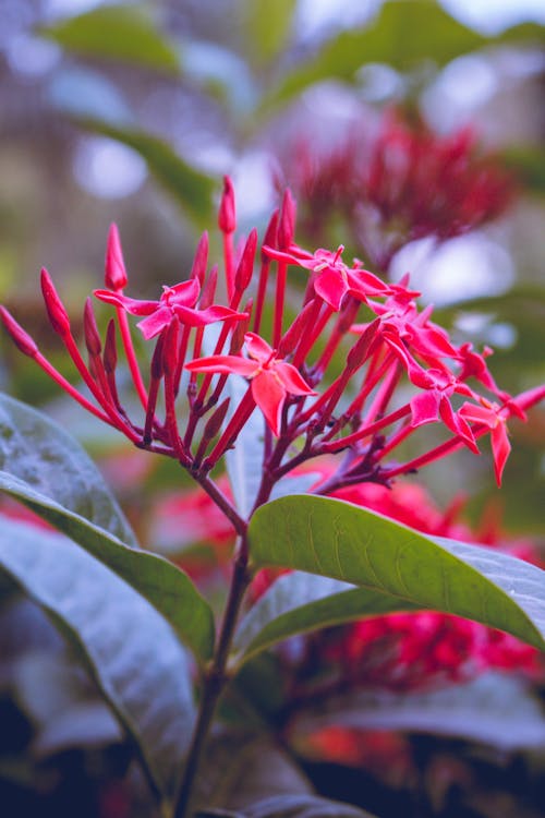 Red Jungle Geranium Flowers in Bloom