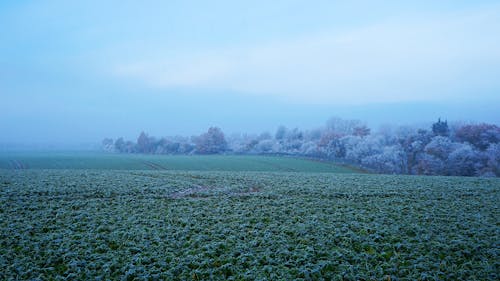 Ilmainen kuvapankkikuva tunnisteilla aamu, jousi, kenttä