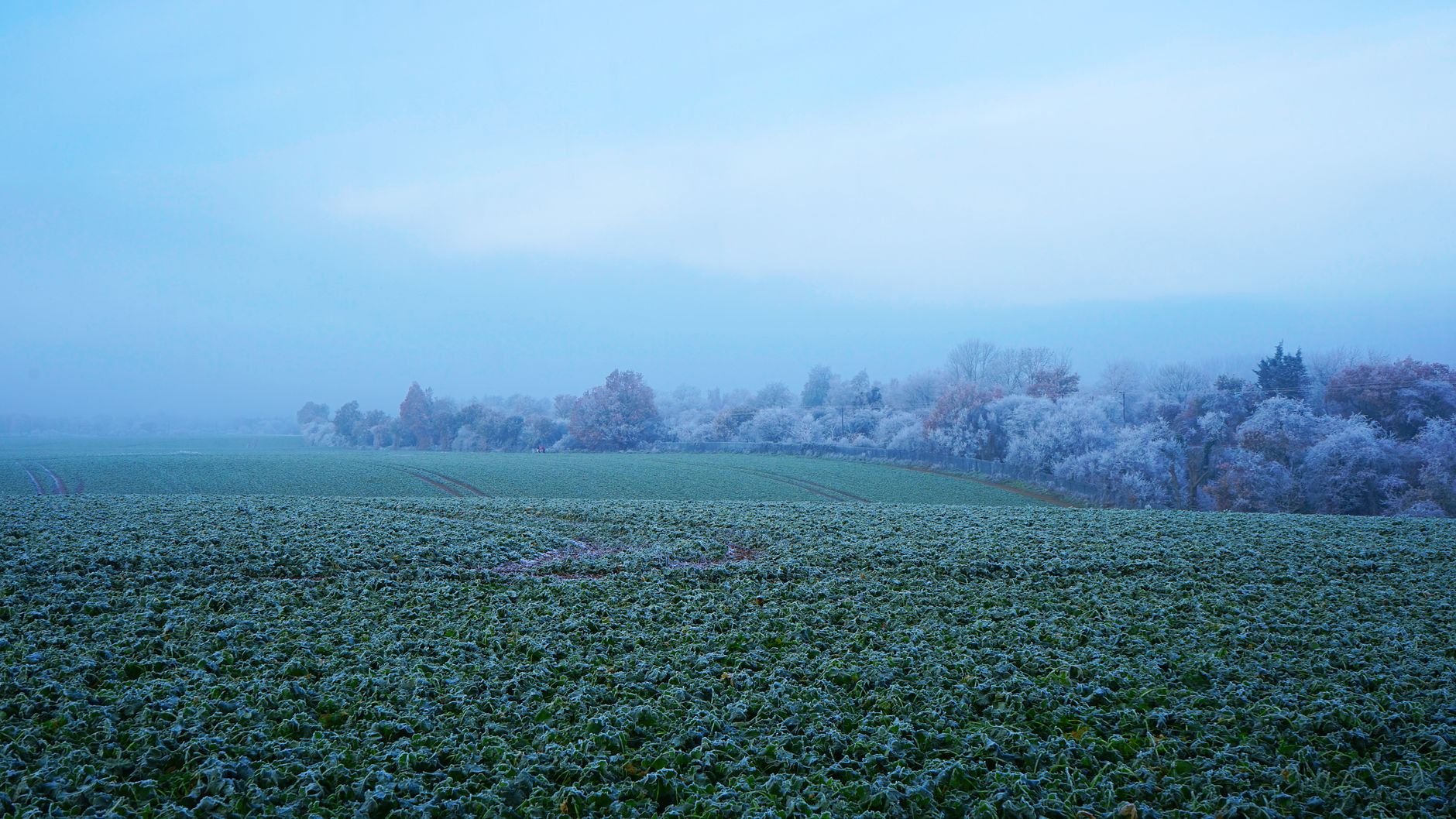 Crisp Frosty Morning