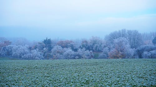 Gratis stockfoto met bomen, decor, grijze vorst