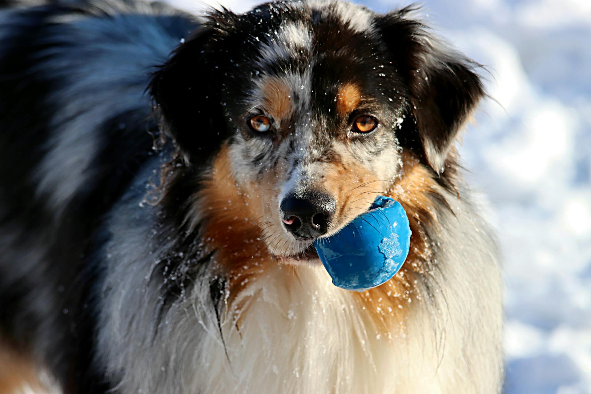 Australian Shepherd Biting a Blue Ball