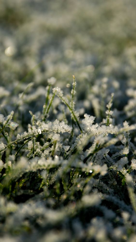 Frost Photos, Download The BEST Free Frost Stock Photos & HD Images