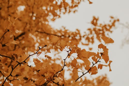 Free Autumn Leaves Close-Up Photo Stock Photo
