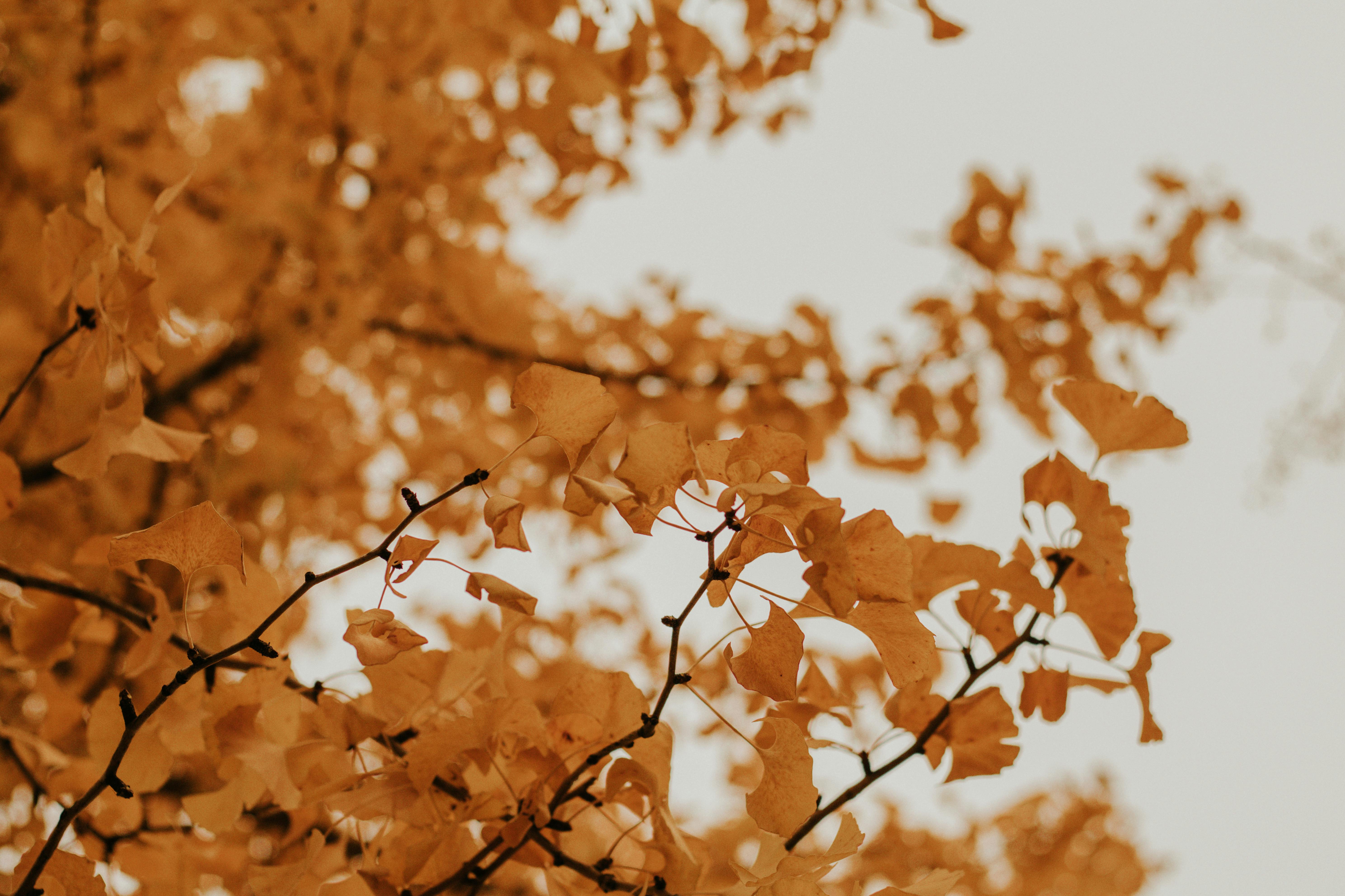 Cùng chiêm ngưỡng vẻ đẹp tuyệt diệu của mùa thu qua ảnh cây thu, mang lại cho bạn cảm giác thư thái và tươi vui!