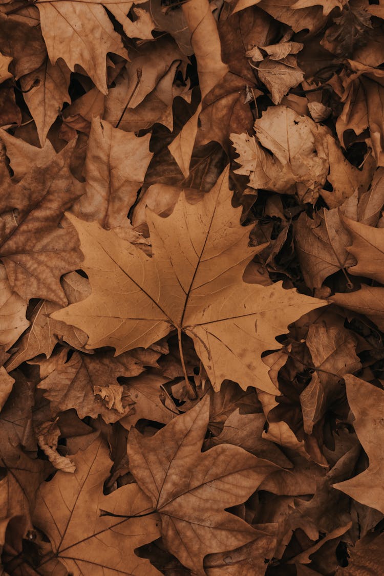 Dried Autumn Leaves