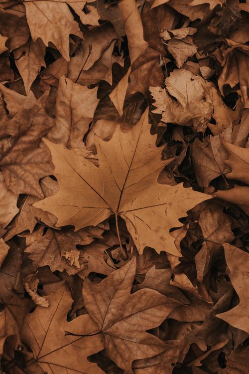 Free A collection of dried brown leaves creating a textured autumn carpet Stock Photo