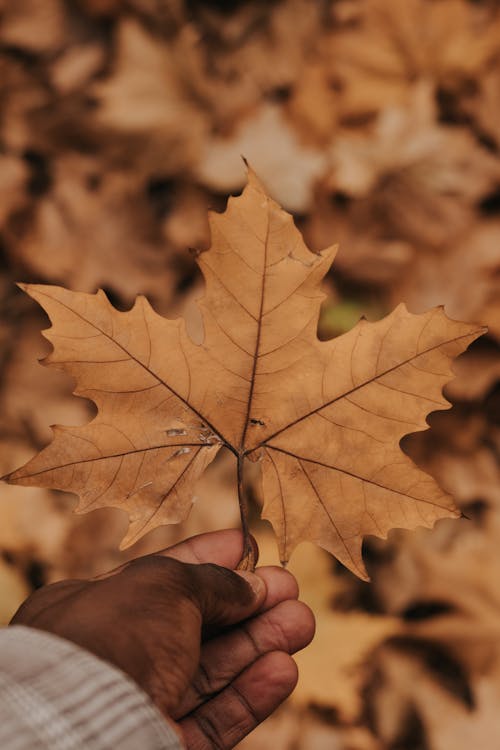 Hand Holding Dried Autumn Leaf