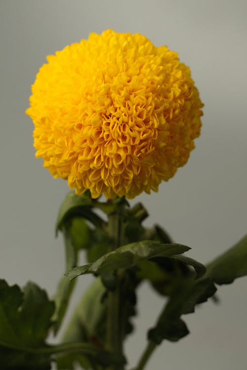 Gratis Foto stok gratis asteraceae, berkembang, bunga Foto Stok
