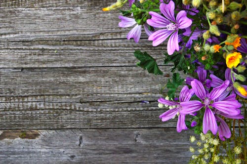 Purple Petal Flowers