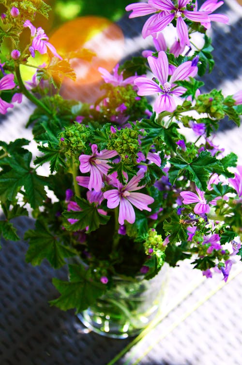 粉色花瓣花卉植物