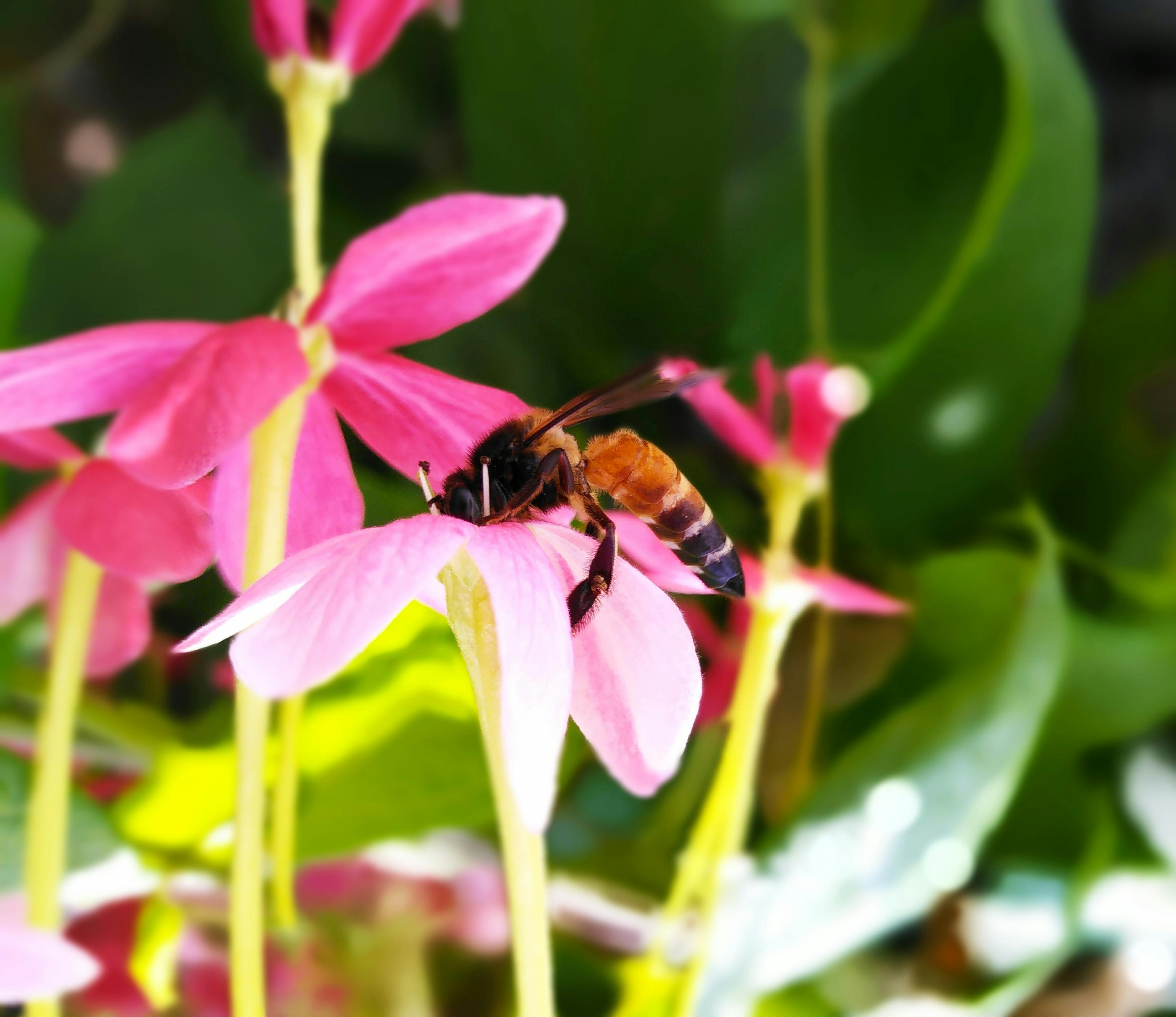 Free stock photo of beautiful, beautiful flowers, honey bee