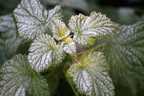 Close-Up Photograph of Frosty Leaves