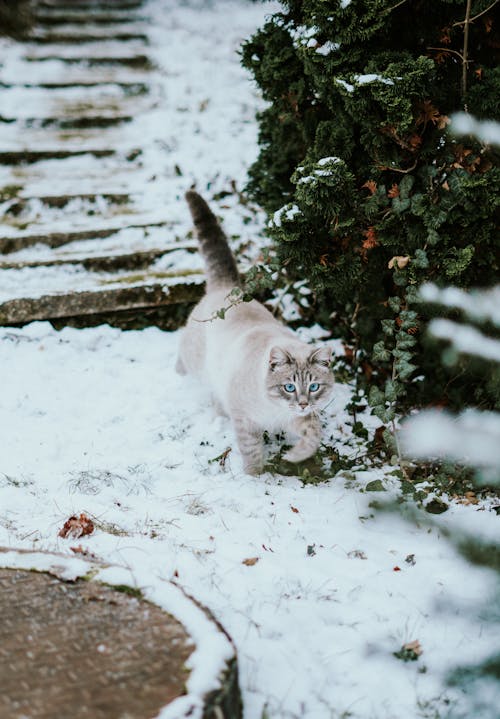 Ilmainen kuvapankkikuva tunnisteilla eläin, kissa, lumi