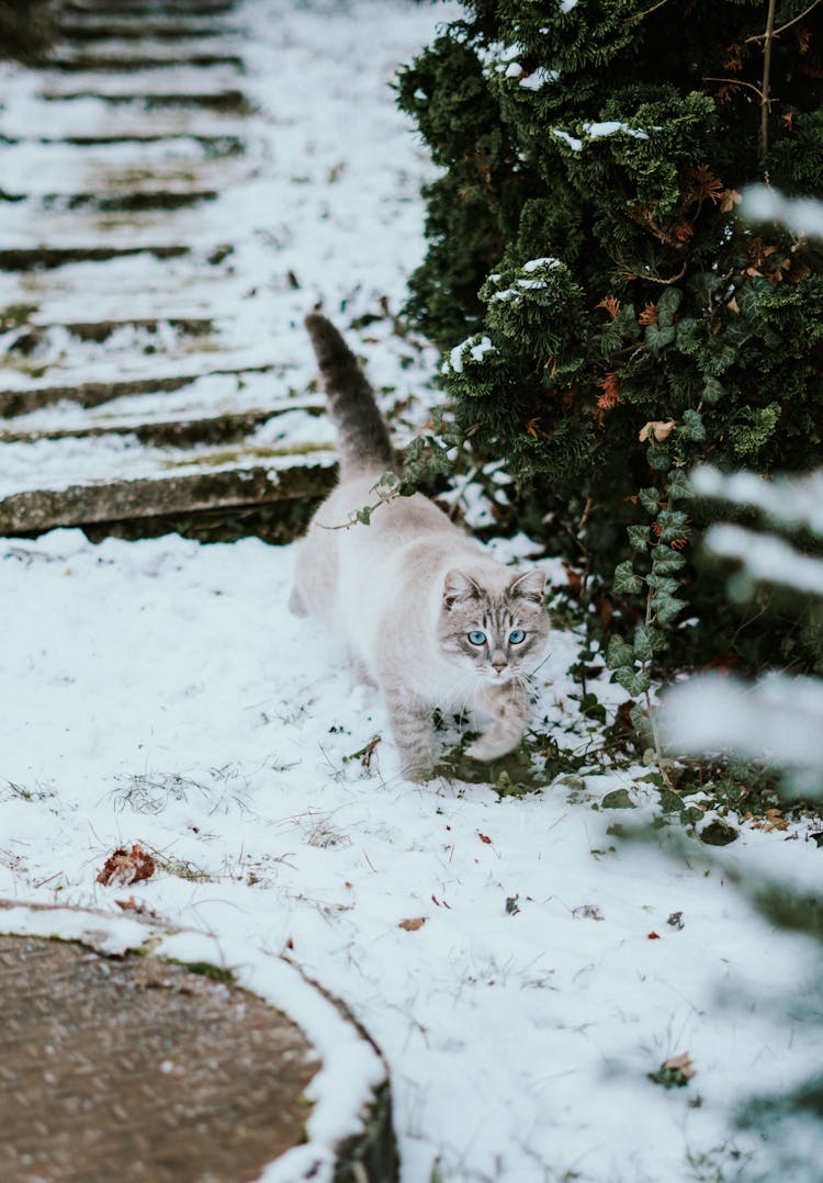 Fluffy Cat In Yard In Winter