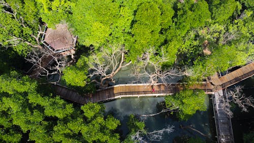 Foto d'estoc gratuïta de arbres, bosc, foto des d'un dron