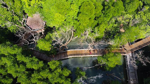 Boardwalk on River in Forest