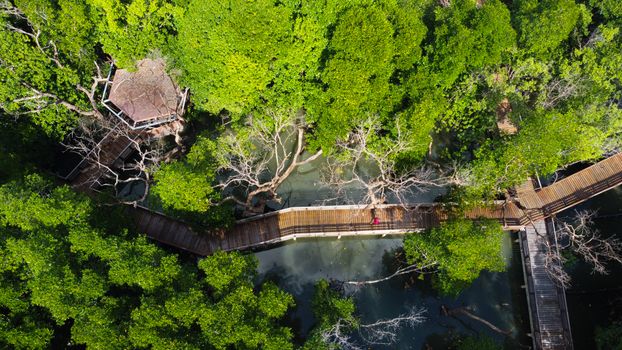 Drone shot over a vibrant mangrove forest with a wooden boardwalk and gazebo in Thailand.
