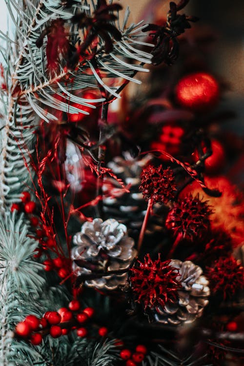 Foto d'estoc gratuïta de arbre de Nadal, celebració, con