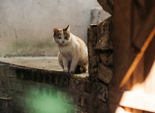 Free A stray cat sitting on a wall, staring curiously, in an urban outdoor setting. Stock Photo
