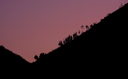 ฟรี คลังภาพถ่ายฟรี ของ ซิลูเอตต์, ต้นไม้, ท้องฟ้าสีม่วง คลังภาพถ่าย
