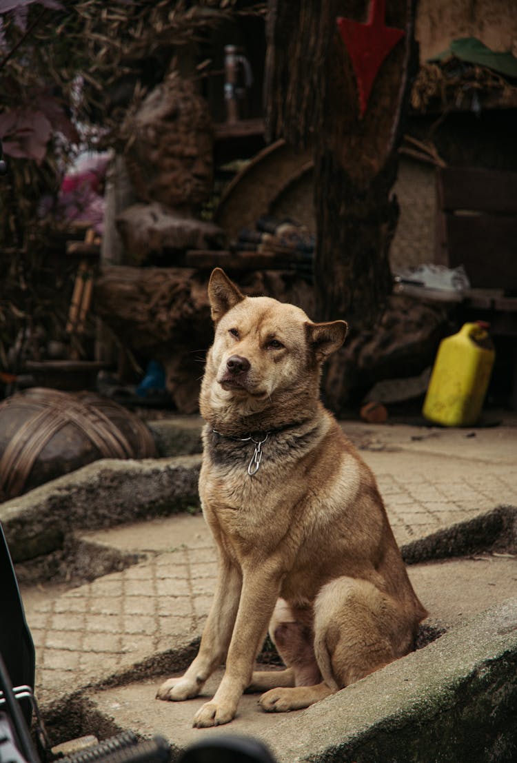 Brown Jindo Dog Sitting On Ground 