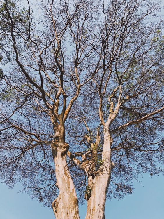 Bare Tree Under Blue Sky · Free Stock Photo